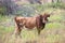 Wild longhorn cow in horizontal photograph