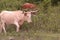 A  wild Longhorn  at Grayson Highlands State Park with the Appalachian Mountains in the Background