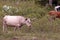 A  wild Longhorn at Grayson Highlands State Park with the Appalachian Mountains in the Background