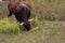 A  wild Longhorn at Grayson Highlands State Park with the Appalachian Mountains in the Background