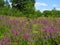 Wild Loosestrife in Campbell Meadows wetland