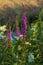 Wild loosestrife, Lythrum salicaria on a meadow