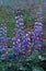 Wild Lupine blooms in the early morning fog