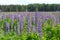 Wild lupine blooms in a field against the backdrop of the forest. Background of purple flowers