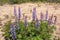 Wild Lupine Flowers