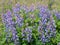 Wild Lupine Flowers