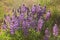 Wild Lupine Purple Blooms In Warm Afternoon Sunshine