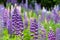 Wild lupines