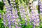 Wild lupines