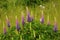Wild lupines flower-Lupinus perennis