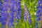 Wild lupines flowers