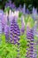 Wild lupines growing in Black Forest