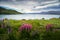 Wild Lupines and Lake Pukaki New Zealand