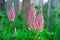 Wild lupines, summer flower background