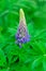 Wild lupines, summer flower background