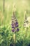 Wild Lupins