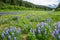 Wild lupins along the Richardson Highway through the Delta Mountains of Alaska. Spring bloom of purple wildflowers