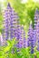 Wild lupins. Beautiful purple flowers in fresh summer greens