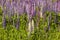 Wild lupins bloom in a meadow