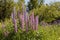 Wild lupins bloom in a meadow