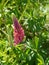 Wild lupins flowers