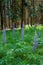 Wild lupins growing in a forest clearing