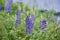 Wild lupins Lupinus perennis growingg on side of road