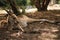 Wild lying kangaroo resting in the shade