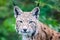 Wild lynx bobcat close portrait. Head shot of wild Eurasian lynx cat curious staring straight into the camera