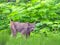 Wild Lynx Cat walking along dense brush, hunting .