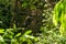 Wild macaque climbing steep rock in tropical forest.