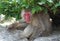 Wild Macaque Monkey