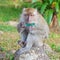 Wild Macaque monkey