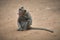 Wild macaque monkey eating an ice cream taken from a tourist in Angkor Wat, Cambodia