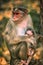 A wild macaque monkey family