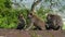 A wild macaque monkey in north of Bali, Indonesia.