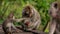 A wild macaque monkey in north of Bali, Indonesia.