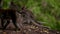 A wild macaque monkey in north of Bali, Indonesia.