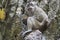 Wild macaque monkey scavenging for food in Malaysia