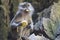 Wild macaque monkey scavenging for food in Malaysia