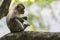 Wild macaque monkey scavenging for food in Malaysia