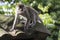 Wild macaque monkey scavenging for food in Malaysia