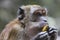 Wild macaque monkey scavenging for food in Malaysia