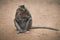 Wild macaque monkey tasting and eating an ice cream taken from a tourist in Angkor Wat, Cambodia