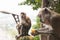 Wild macaques sitting over city eating