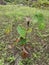 Wild Macaranga tanarius tree plant in the plantation.