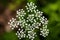 Wild macro flower Aegopodium podagraria ashweed Apiace family background high quality