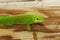 Wild Madagascar Giant Day Gecko