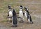 Wild Magellanic Penguins