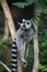 wild maki catta lemur standing on tree branch